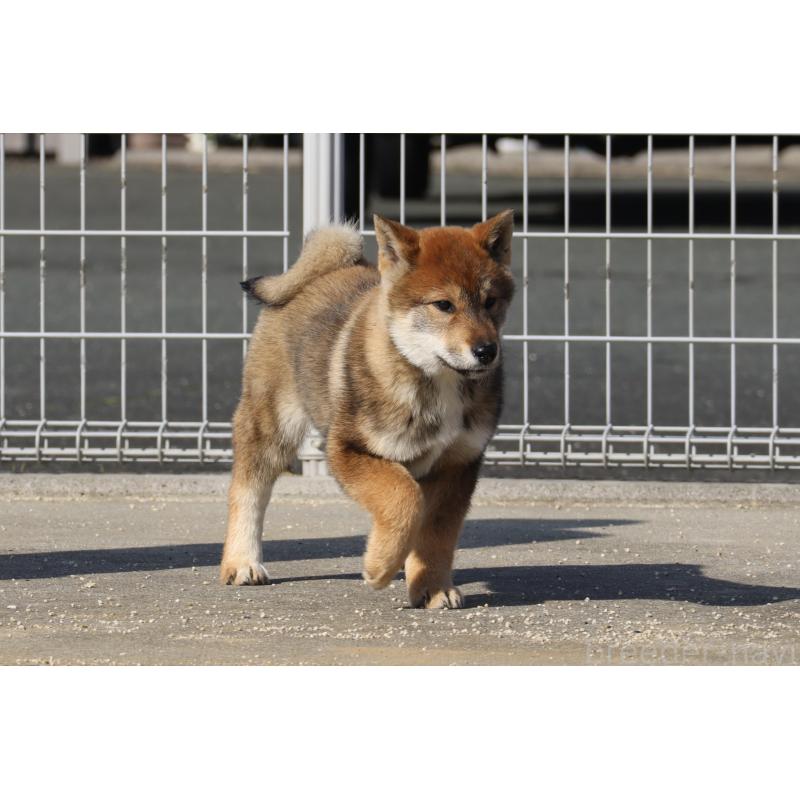 販売中の愛媛県の四国犬-443432の4枚目