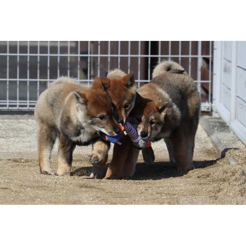 販売中の愛媛県の四国犬-443432の2枚目