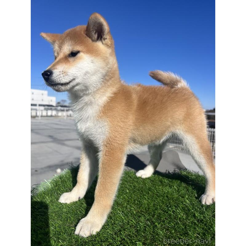 商談中の埼玉県の柴犬-424584の5枚目