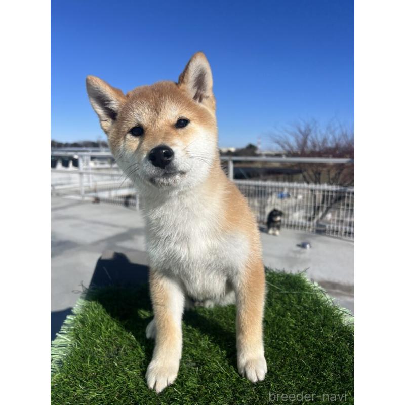 商談中の埼玉県の柴犬-424584の4枚目