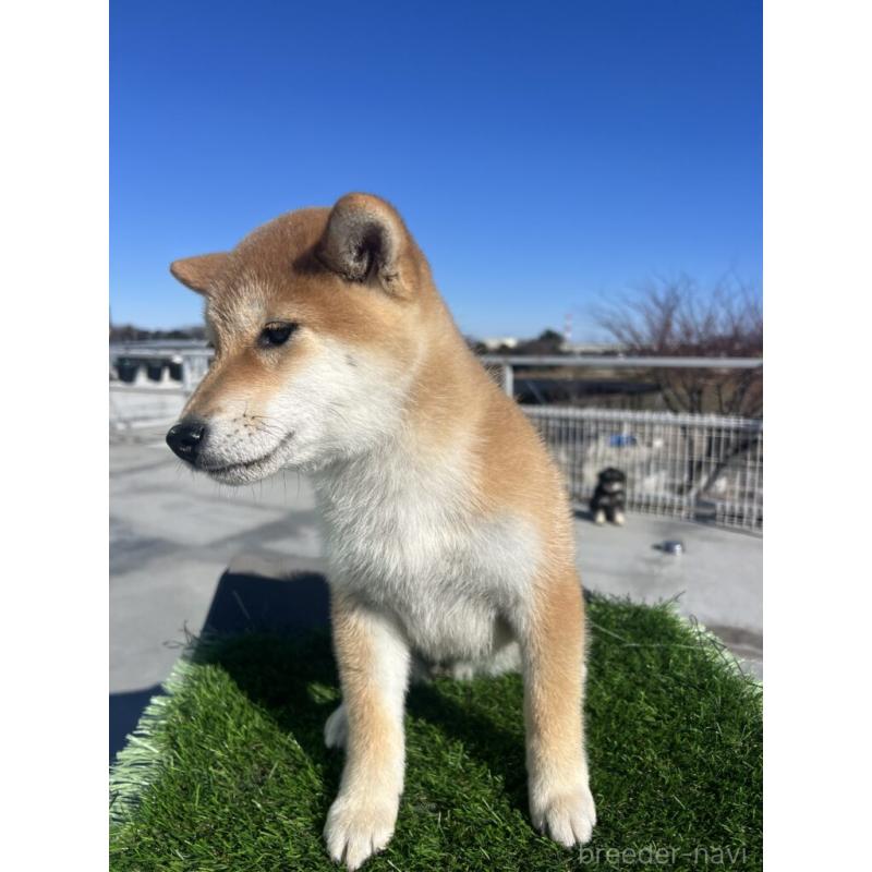 商談中の埼玉県の柴犬-424584の3枚目