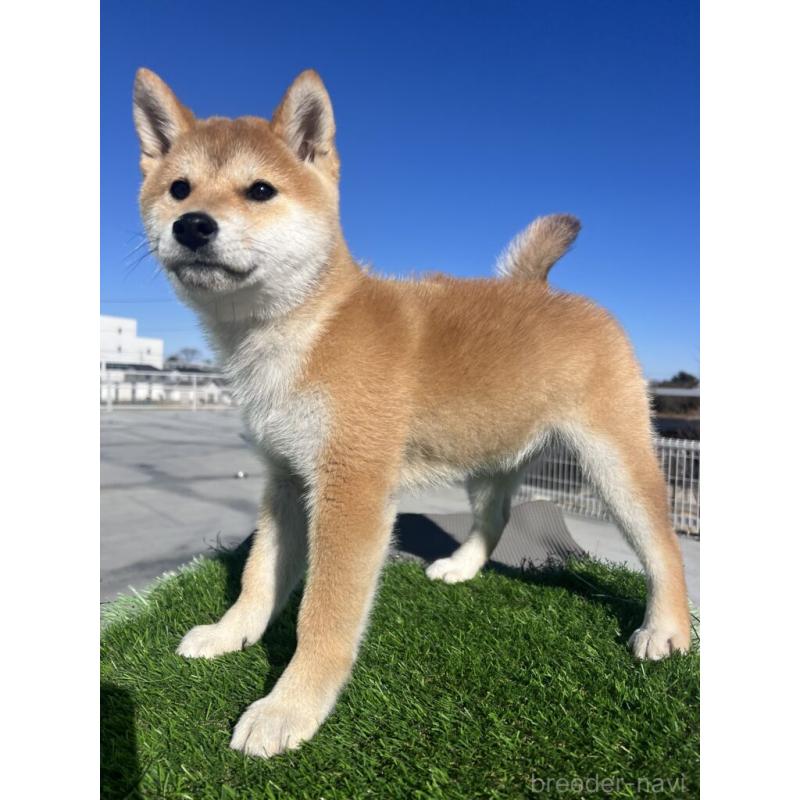 商談中の埼玉県の柴犬-424584の2枚目