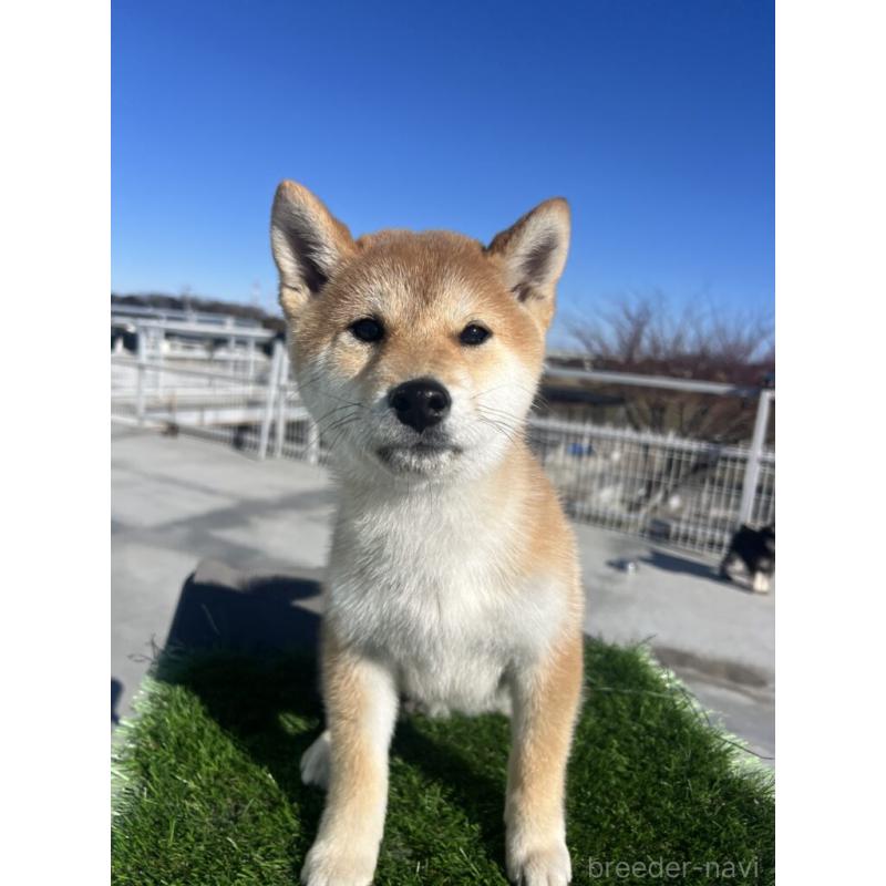 商談中の埼玉県の柴犬-424584の1枚目