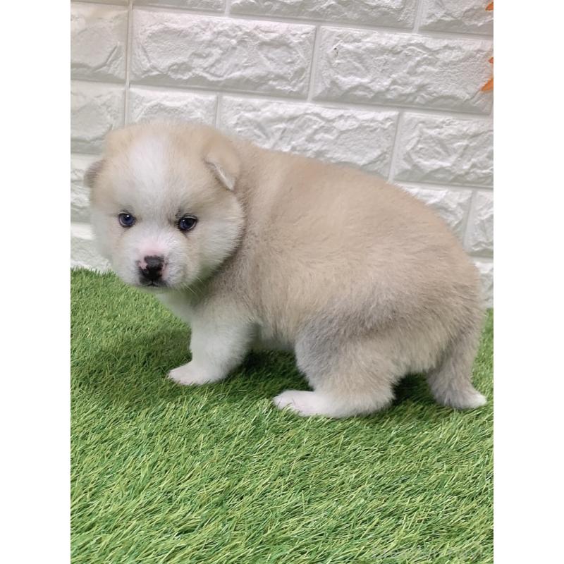 販売中の愛知県のミックス犬-443677の5枚目