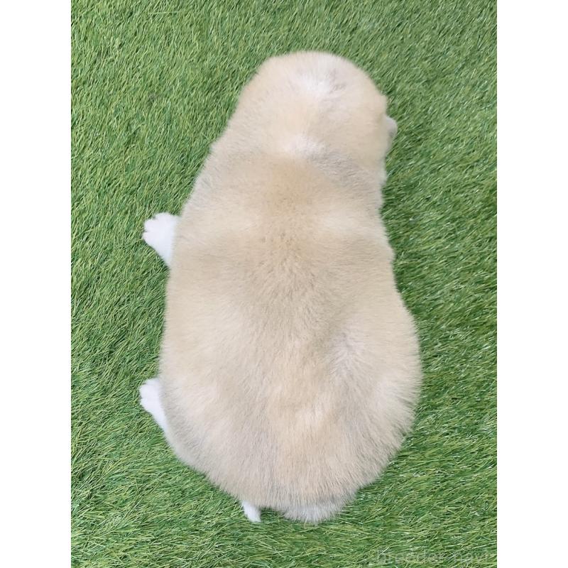 販売中の愛知県のミックス犬-443677の3枚目