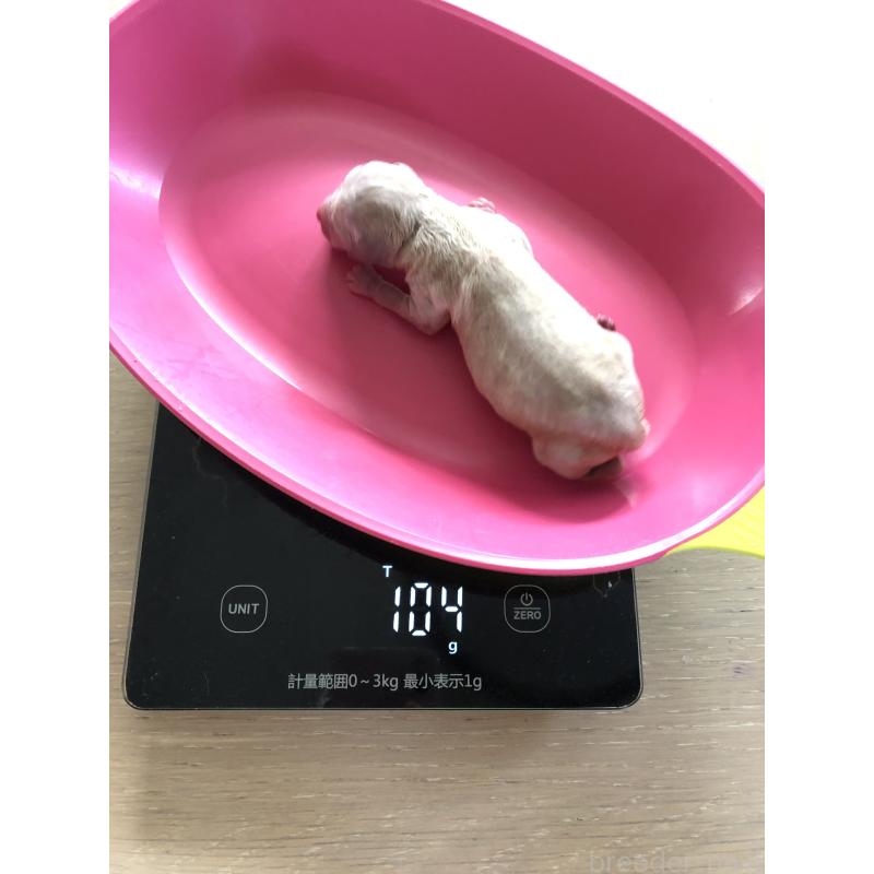 販売中の青森県のティーカッププードル-443675の2枚目