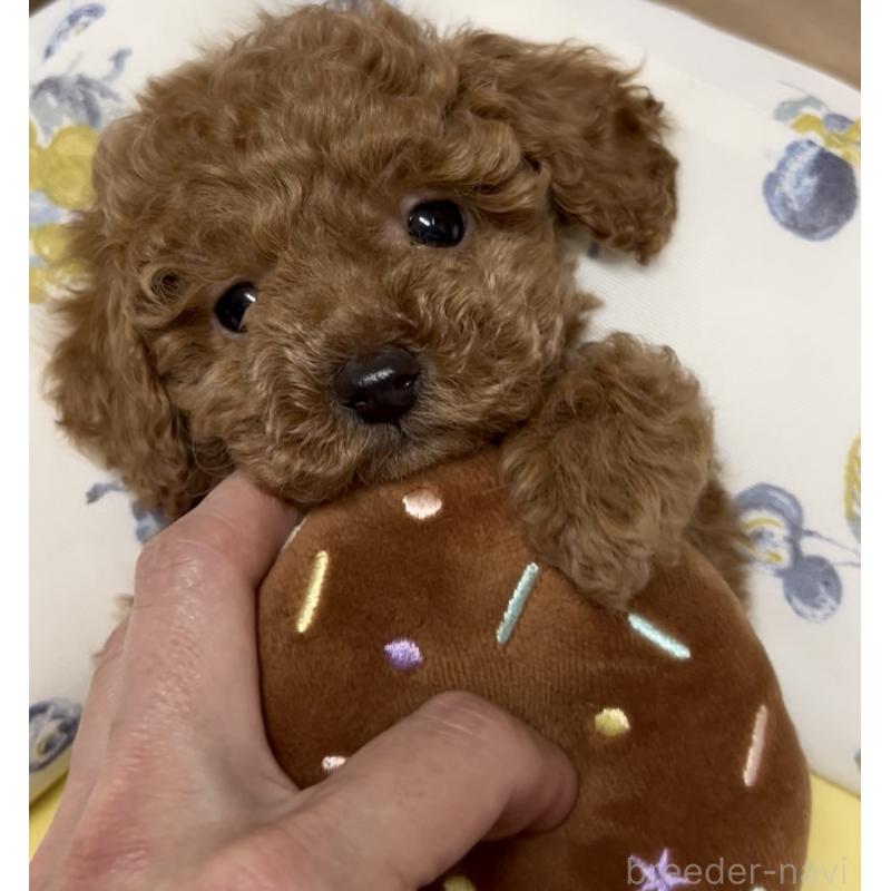 販売中の奈良県のティーカッププードル-443679の12枚目