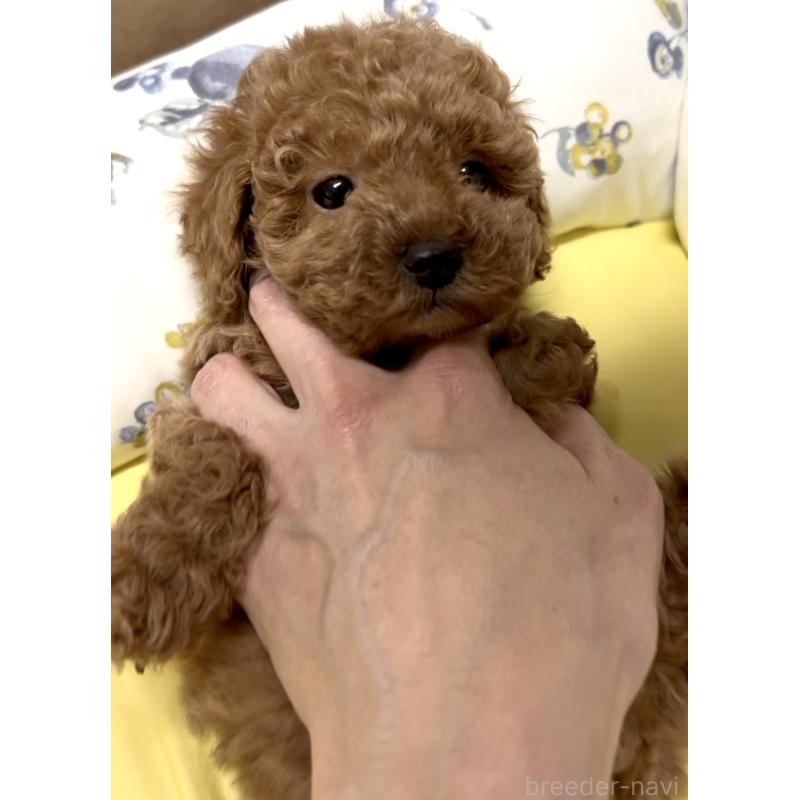 販売中の奈良県のティーカッププードル-443679の11枚目