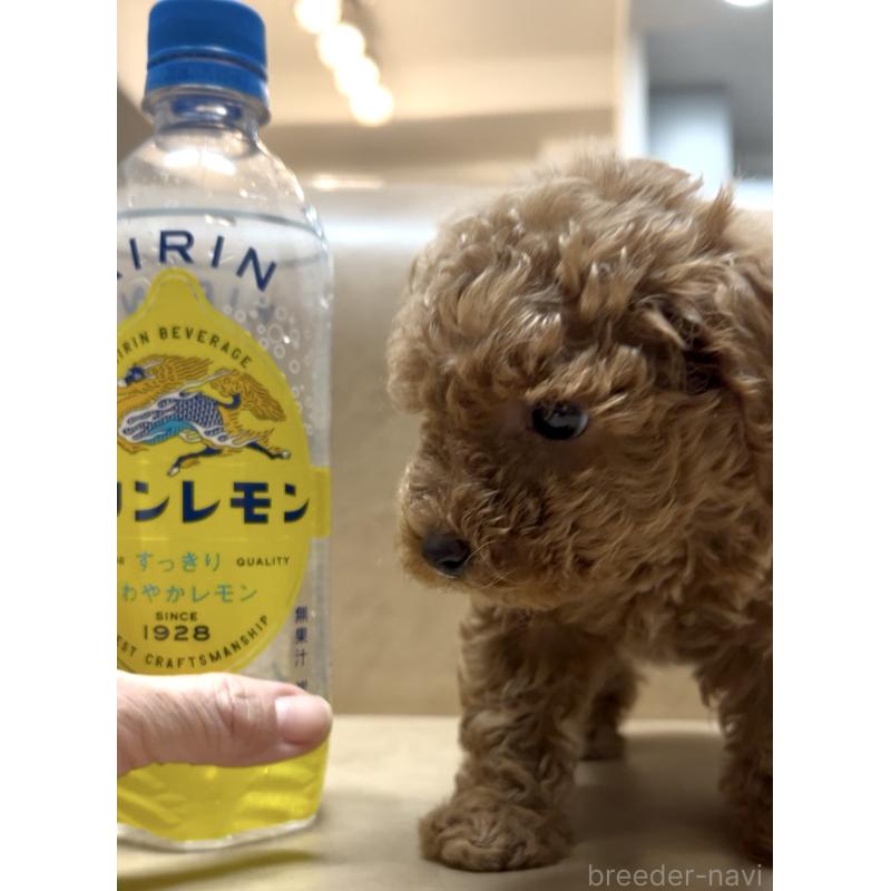販売中の奈良県のティーカッププードル-443679の10枚目