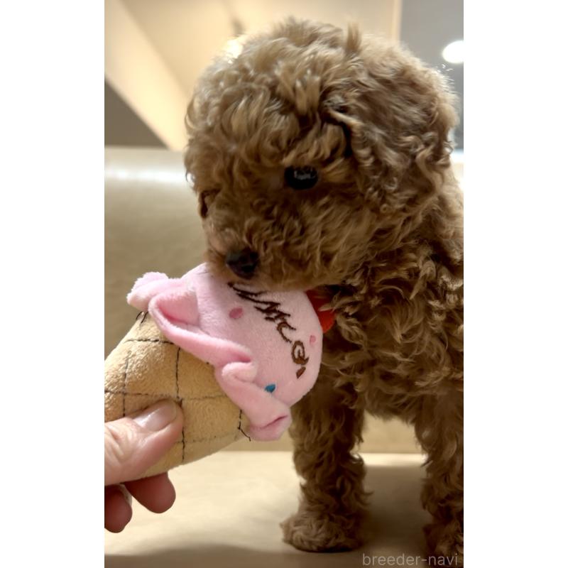 販売中の奈良県のティーカッププードル-443679の8枚目