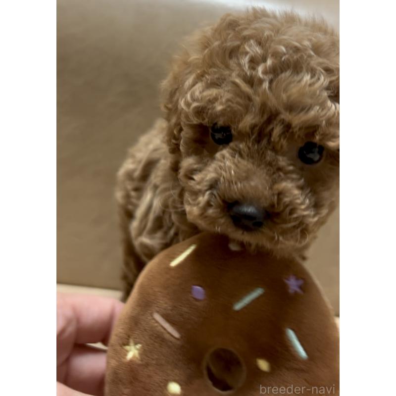 販売中の奈良県のティーカッププードル-443679の7枚目