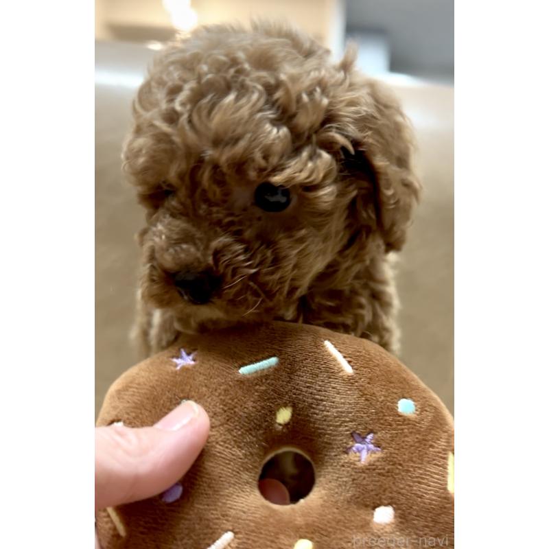 販売中の奈良県のティーカッププードル-443679の6枚目