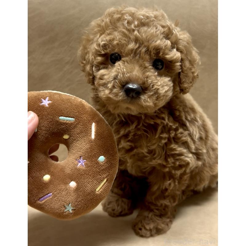 販売中の奈良県のティーカッププードル-443679の5枚目