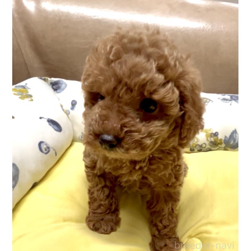 販売中の奈良県のティーカッププードル-443679の1枚目