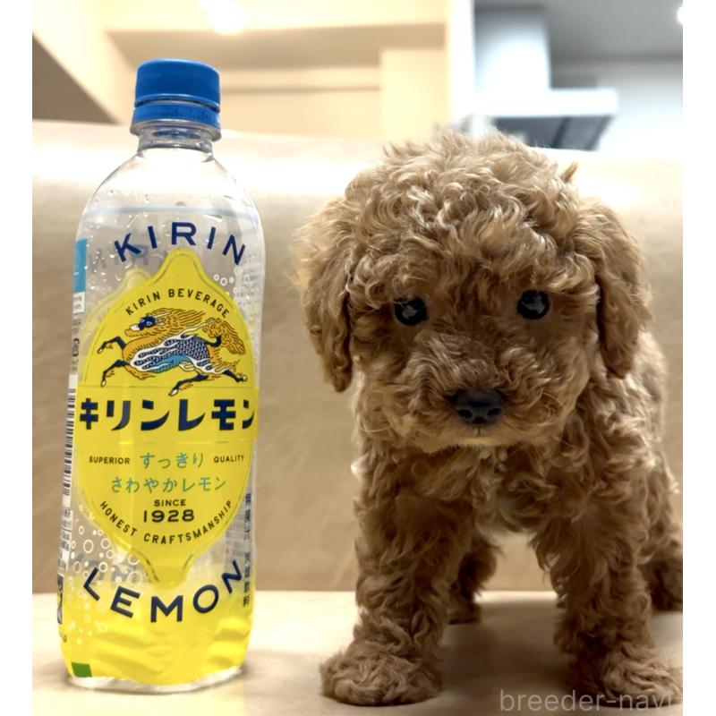 販売中の奈良県のティーカッププードル-443679の3枚目