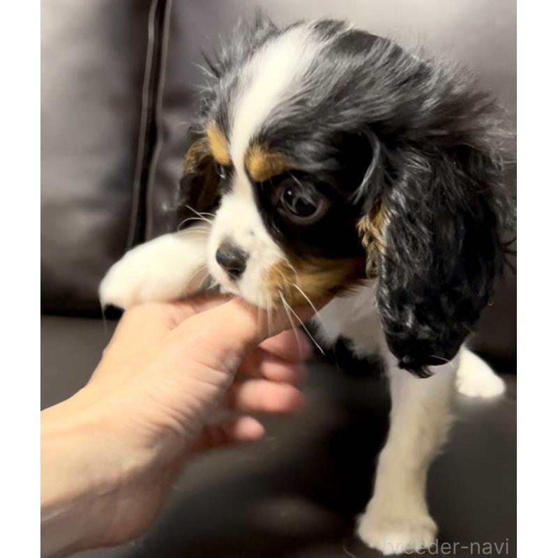 販売中の奈良県のキャバリアキングチャールズスパニエル-443680の7枚目