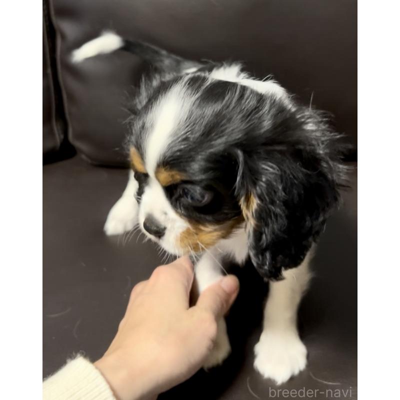 販売中の奈良県のキャバリアキングチャールズスパニエル-443680の6枚目