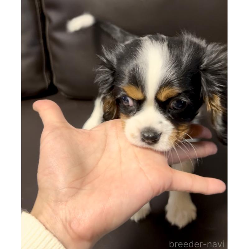 販売中の奈良県のキャバリアキングチャールズスパニエル-443680の5枚目