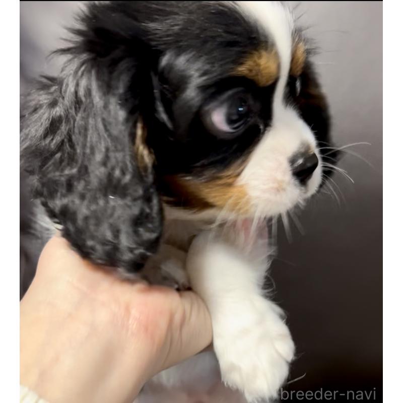 販売中の奈良県のキャバリアキングチャールズスパニエル-443680の4枚目