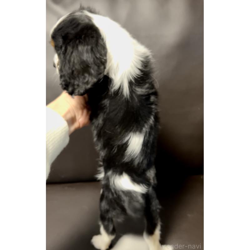 販売中の奈良県のキャバリアキングチャールズスパニエル-443680の2枚目