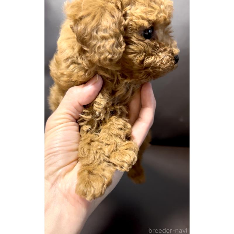 販売中の奈良県のタイニープードル-443682の10枚目