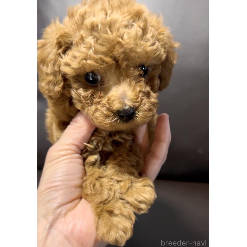 販売中の奈良県のタイニープードル-443682の9枚目