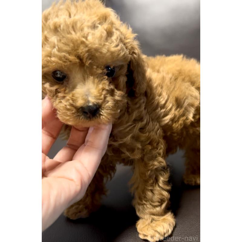 販売中の奈良県のタイニープードル-443682の8枚目