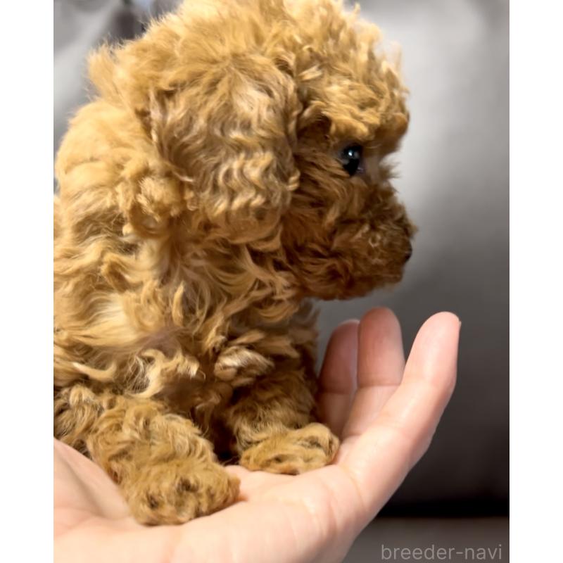 販売中の奈良県のタイニープードル-443682の7枚目