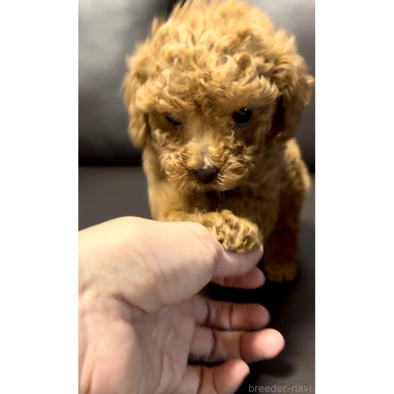 販売中の奈良県のタイニープードル-443682の6枚目