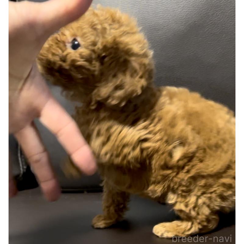 販売中の奈良県のタイニープードル-443682の5枚目