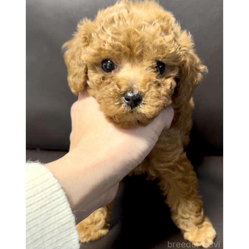 販売中の奈良県のタイニープードル-443682の1枚目