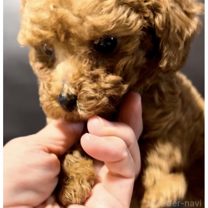 販売中の奈良県のタイニープードル-443682の4枚目