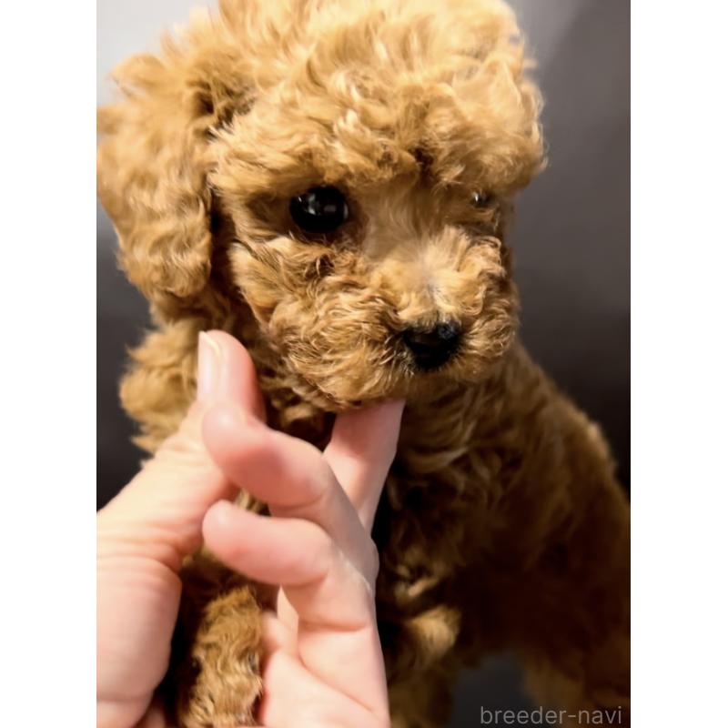 販売中の奈良県のタイニープードル-443682の3枚目