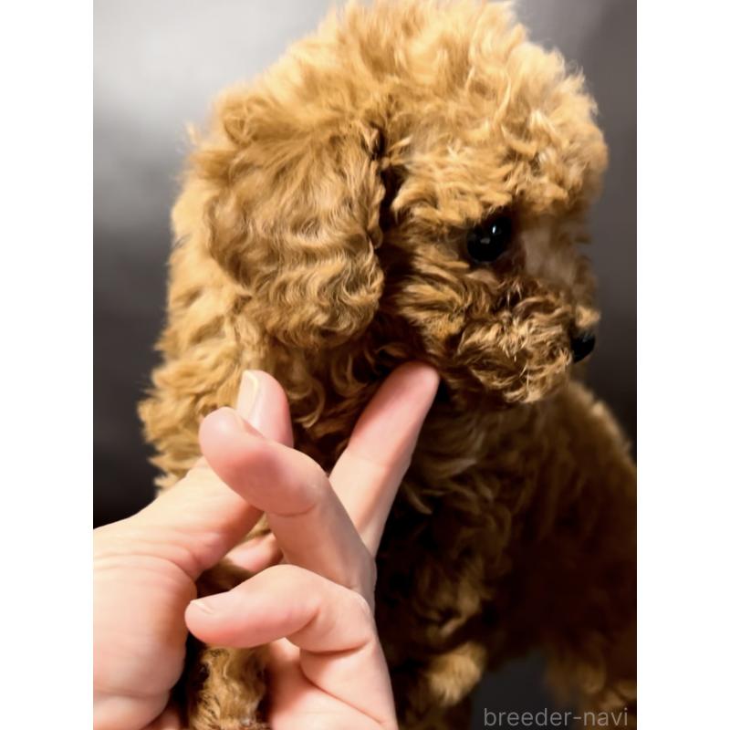 販売中の奈良県のタイニープードル-443682の2枚目
