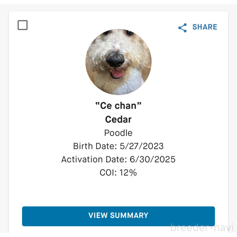 シーダー(しーちゃん)ちゃん1枚目