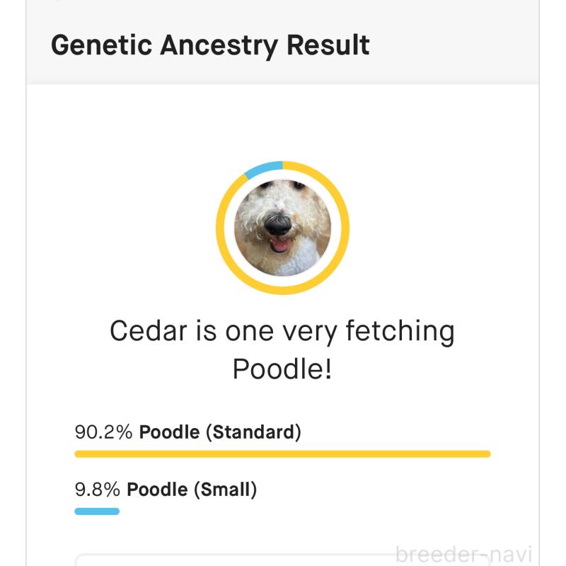 シーダー(しーちゃん)ちゃん1枚目