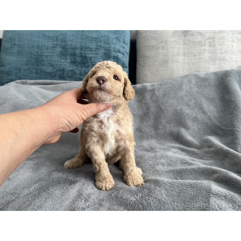 販売中の青森県のミディアムプードル-443708の9枚目