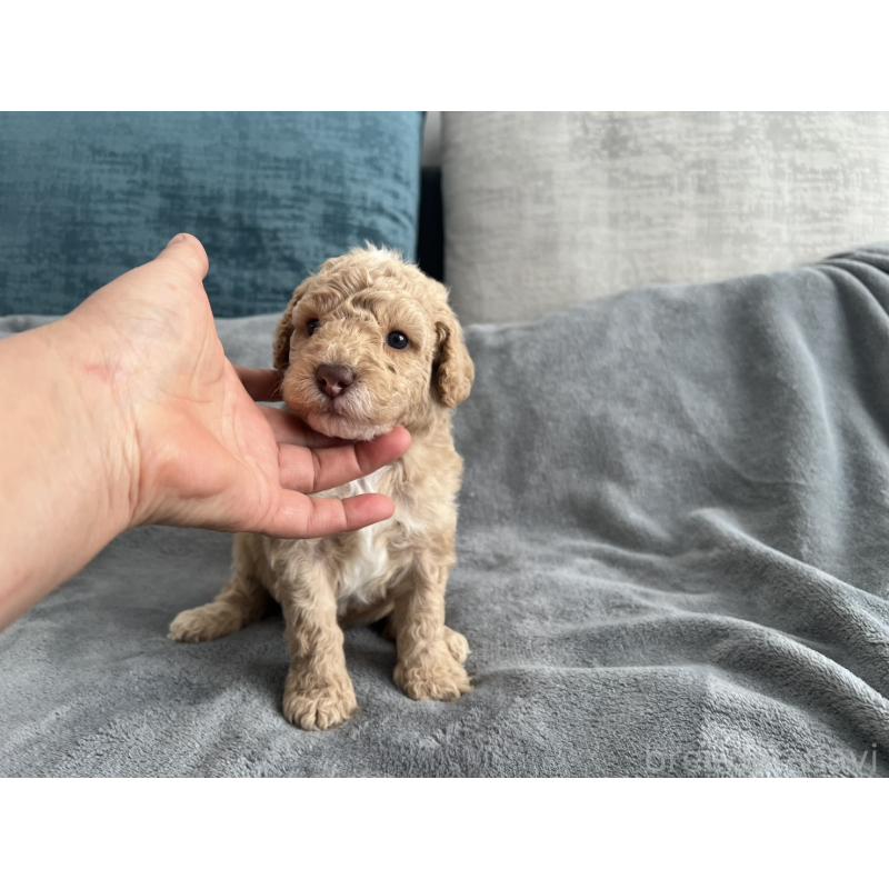 販売中の青森県のミディアムプードル-443708の8枚目