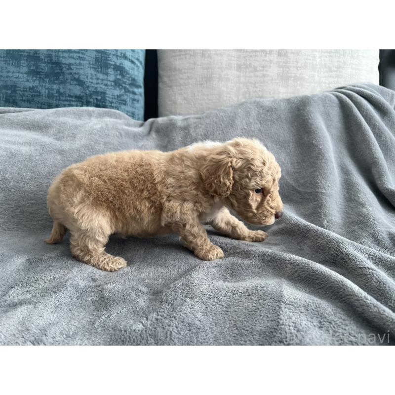 販売中の青森県のミディアムプードル-443708の7枚目