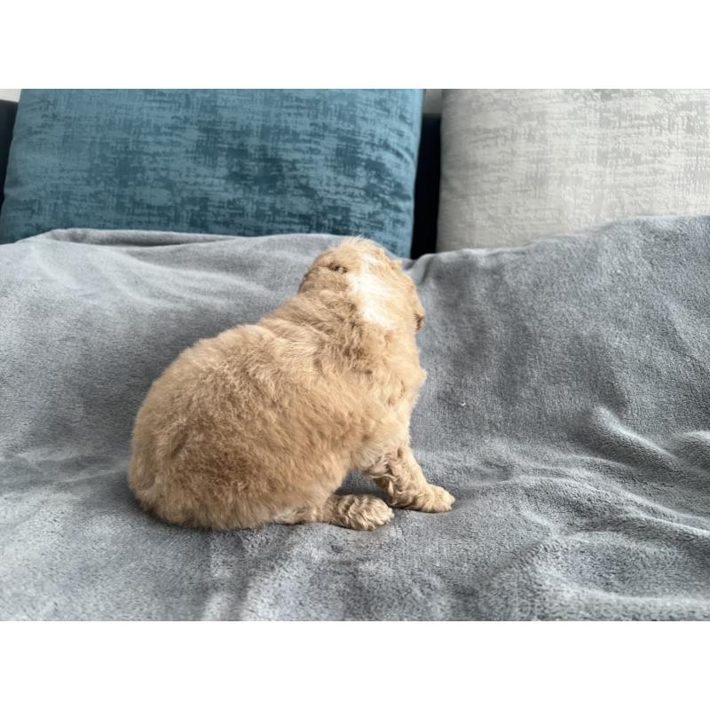 販売中の青森県のミディアムプードル-443708の6枚目