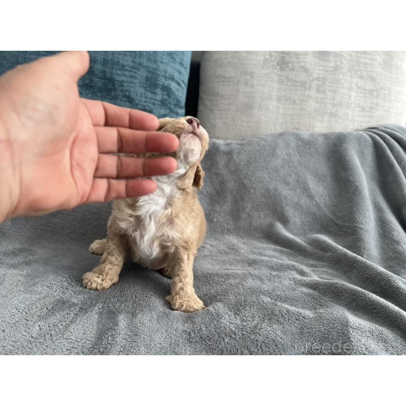 販売中の青森県のミディアムプードル-443708の5枚目