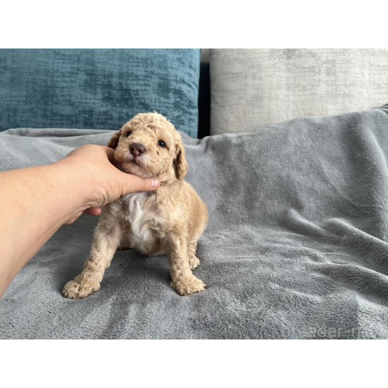 販売中の青森県のミディアムプードル-443708の3枚目