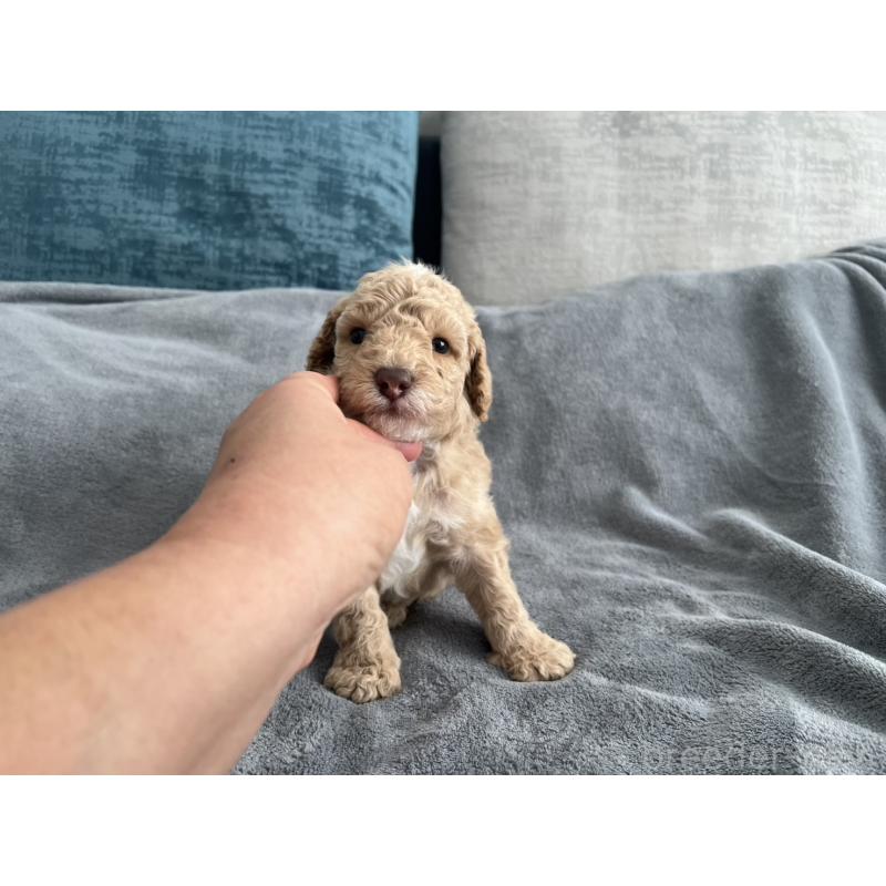 販売中の青森県のミディアムプードル-443708の4枚目