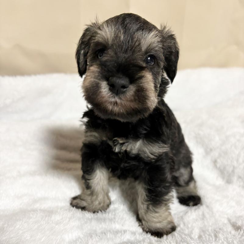 販売中の岡山県のミニチュアシュナウザー-443694の1枚目