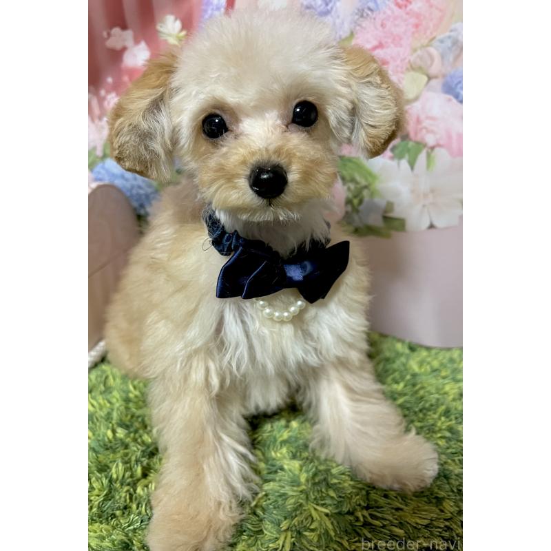 販売中の岡山県のティーカッププードル-431001の4枚目