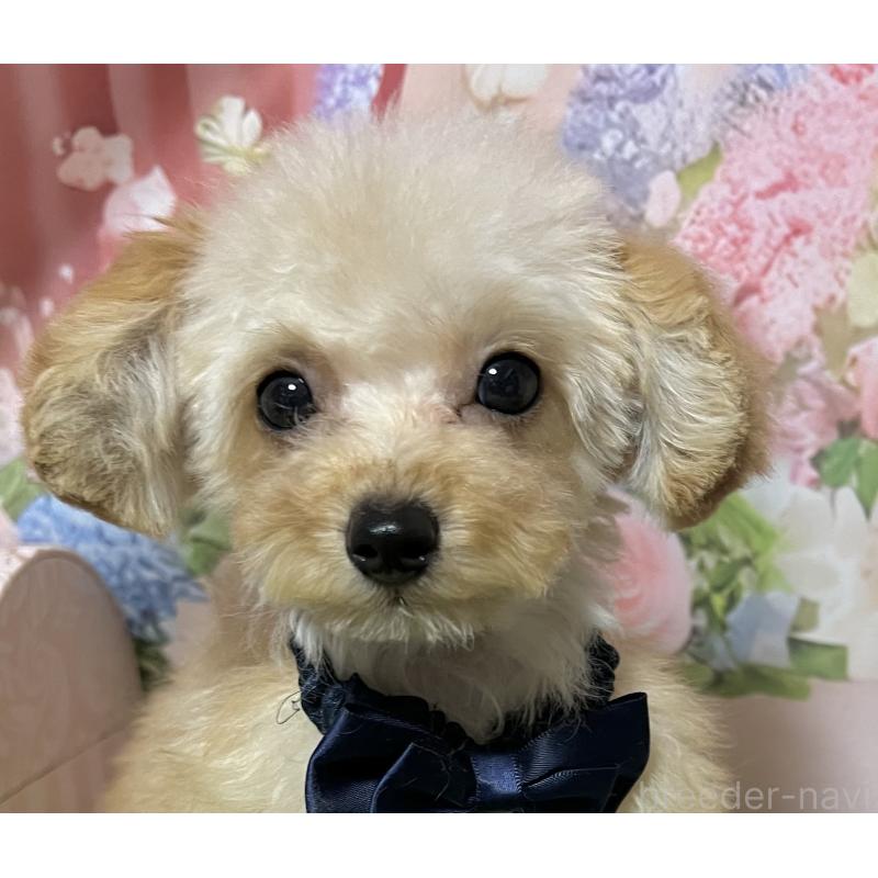 販売中の岡山県のティーカッププードル-431001の3枚目