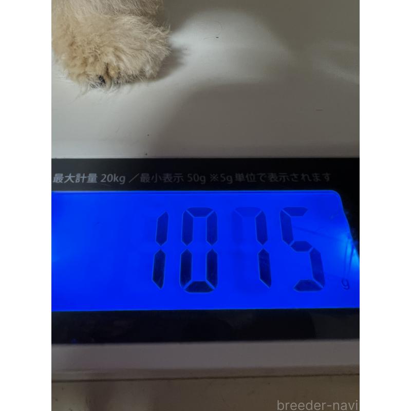 販売中の岡山県のティーカッププードル-431001の2枚目