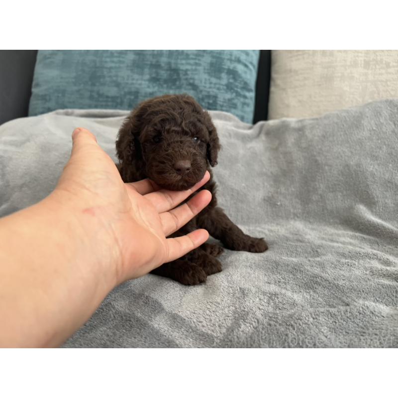 販売中の青森県のミディアムプードル-443709の14枚目