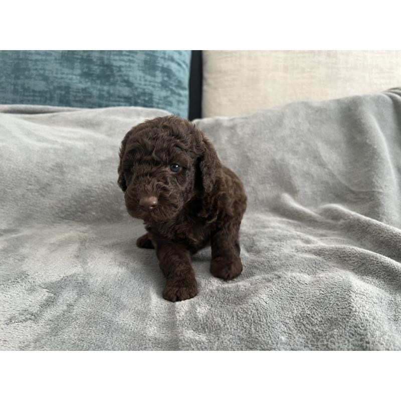 販売中の青森県のミディアムプードル-443709の13枚目