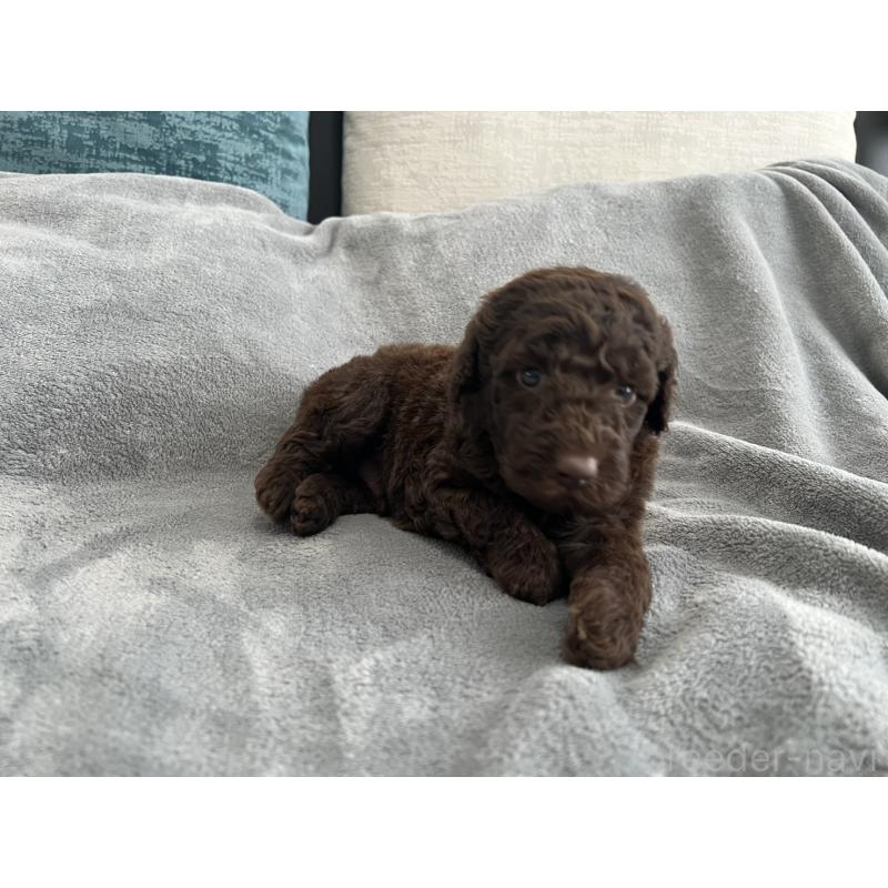 販売中の青森県のミディアムプードル-443709の12枚目